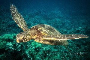 Turtle over reef near Puako Beach by Chris Mckenna 